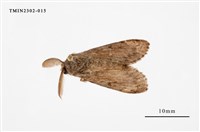 藏品(L紋灰舞毒蛾)的圖片